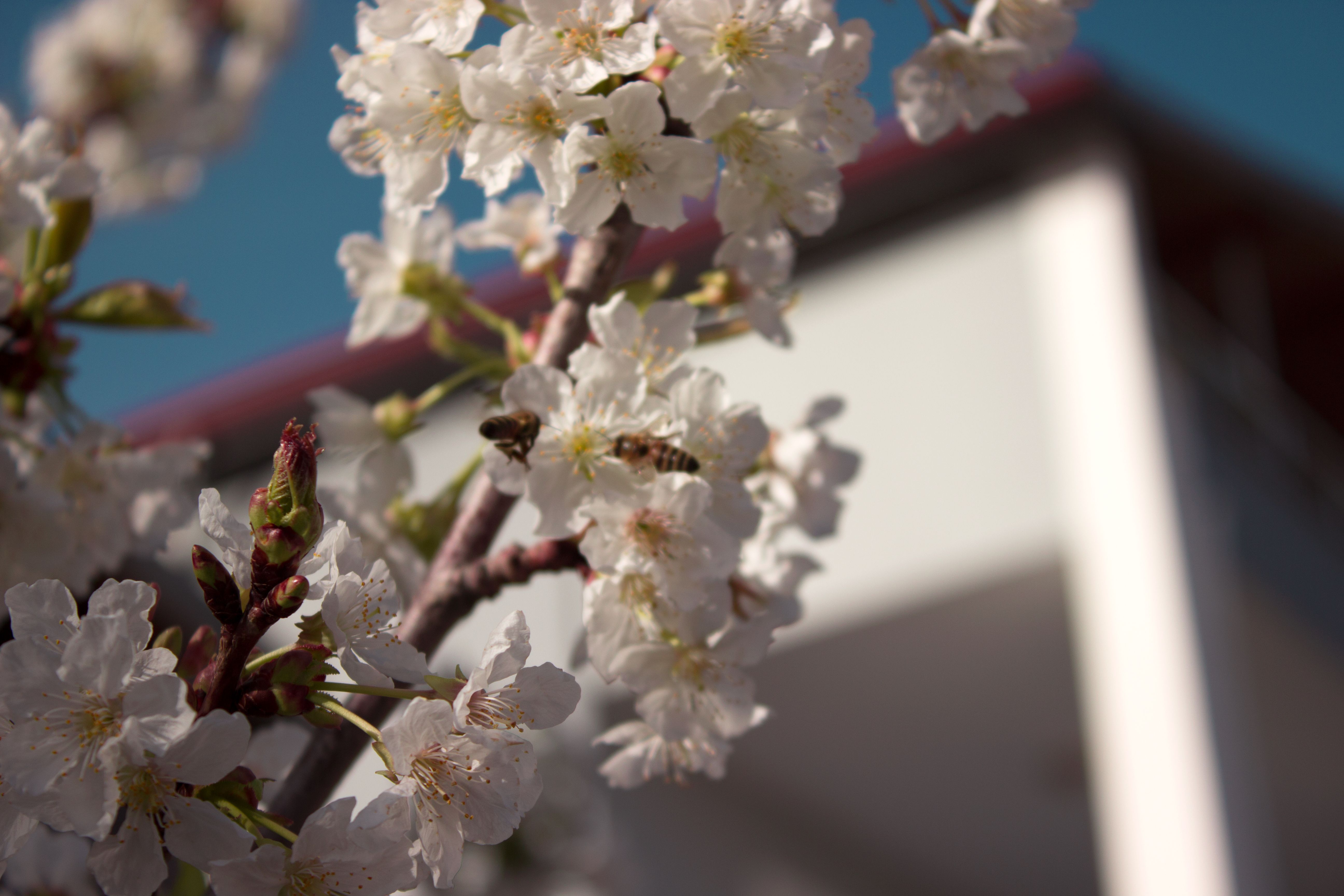 留学生搬入临时住宿的行李箱